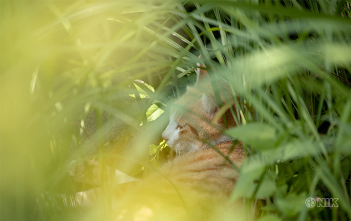 ねこ