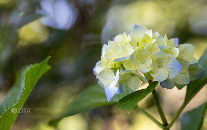 紫陽花