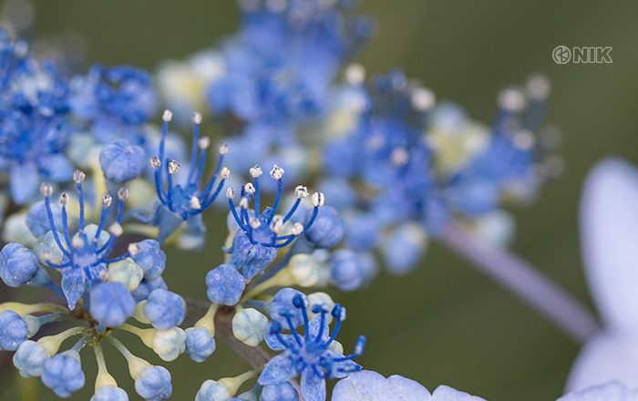 ガクアジアイの花部分